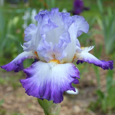 Photo of Tall Bearded Iris (Iris 'Conjuration') uploaded by brettbarney73