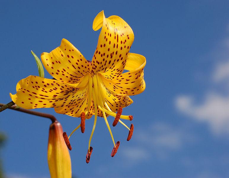 Photo of Lily (Lilium Citronella) uploaded by robertduval14