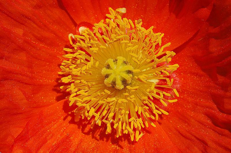 Photo of Iceland Poppy (Papaver nudicaule 'Champagne Bubbles') uploaded by robertduval14