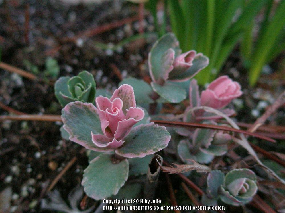 Photo of Sedum (Hylotelephium 'Pinky') uploaded by springcolor