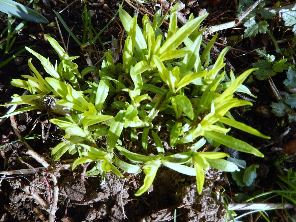 Photo of Garden Phlox (Phlox paniculata 'David') uploaded by Bonehead