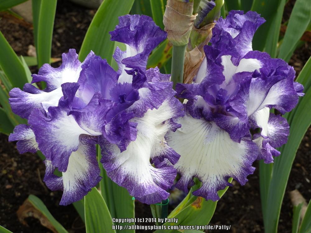 Photo of Tall Bearded Iris (Iris 'American Classic') uploaded by Patty