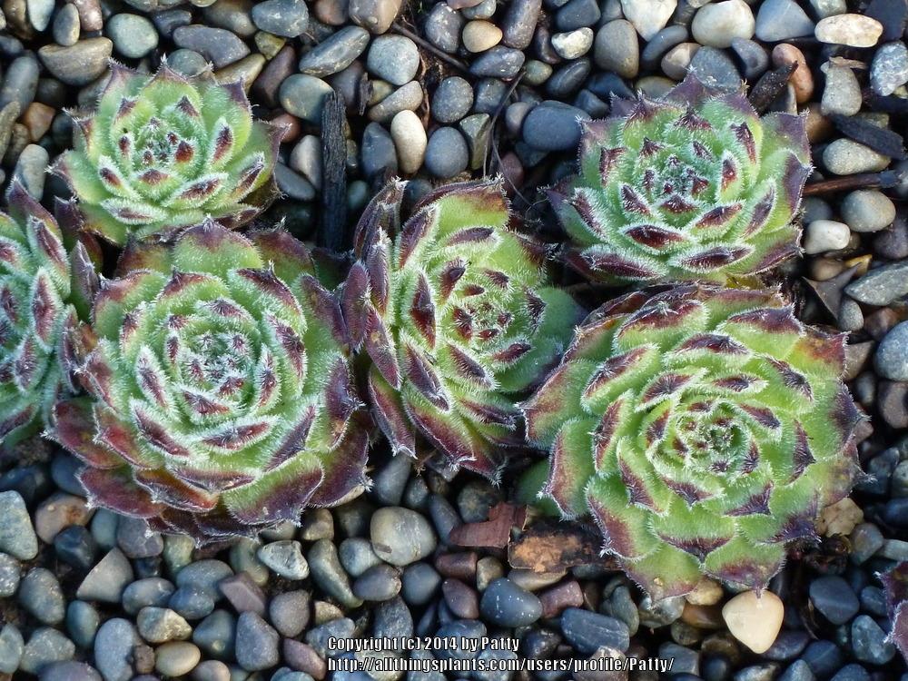 Photo of Hen and Chicks (Sempervivum 'Mate') uploaded by Patty