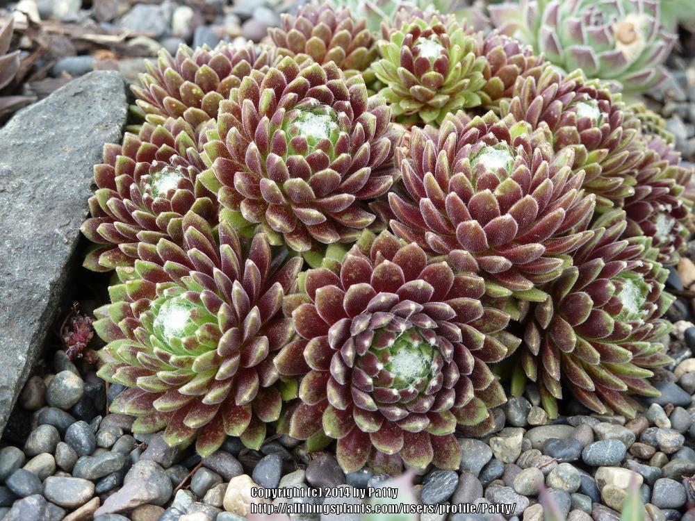 Photo of Hen and Chicks (Sempervivum 'Mona Lisa') uploaded by Patty