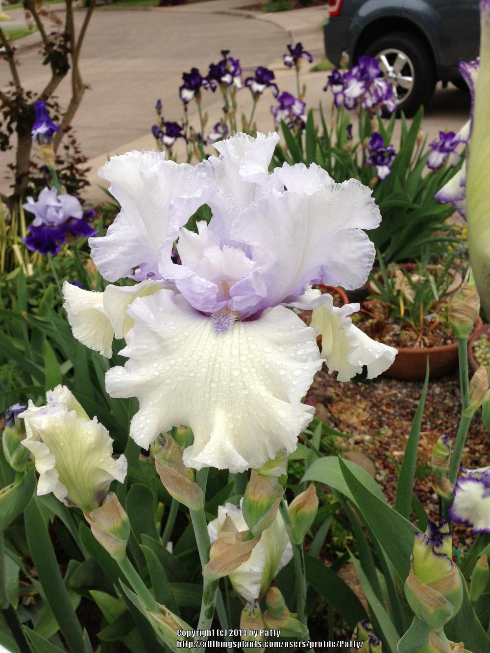 Photo of Tall Bearded Iris (Iris 'Chinook Winds') uploaded by Patty