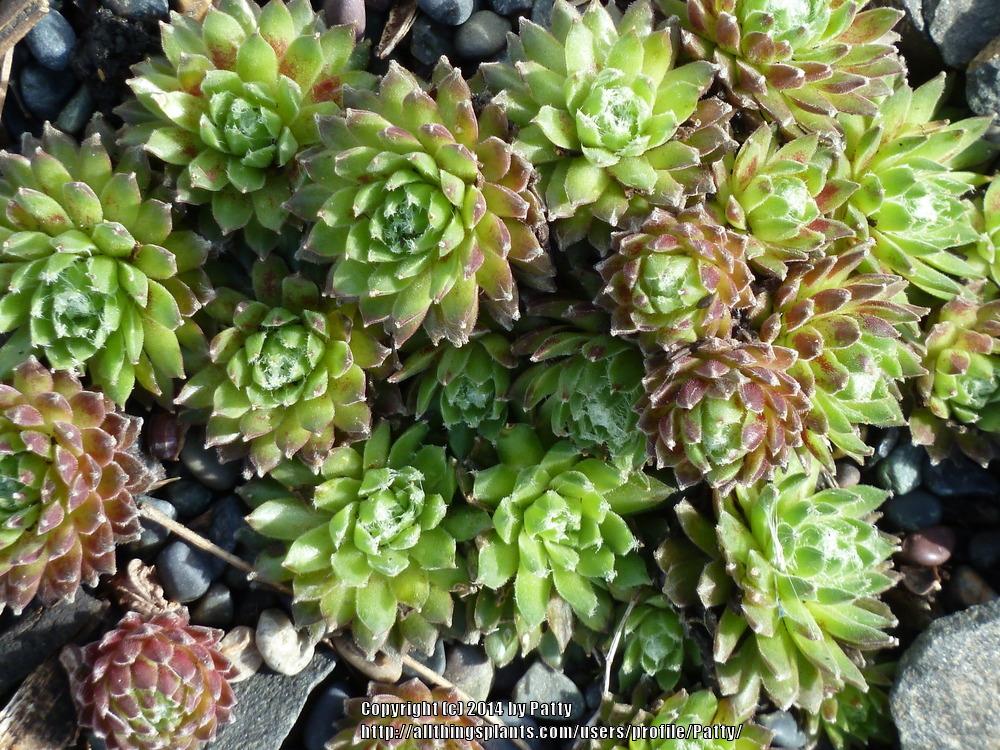 Photo of Hen and Chicks (Sempervivum 'Mike') uploaded by Patty