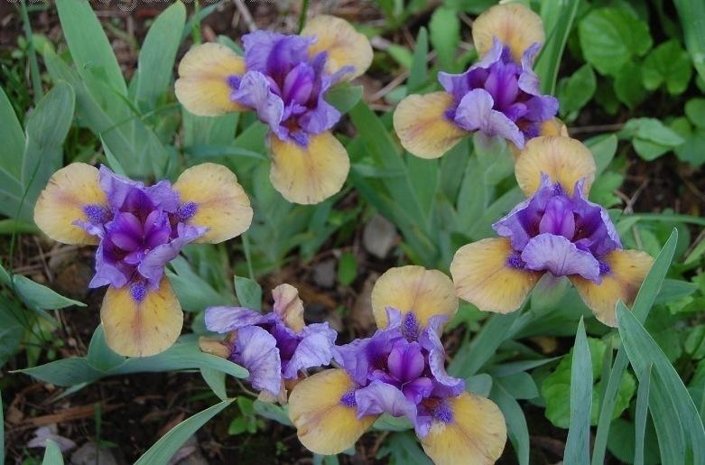 Photo of Standard Dwarf Bearded Iris (Iris 'What Again') uploaded by pixie62560
