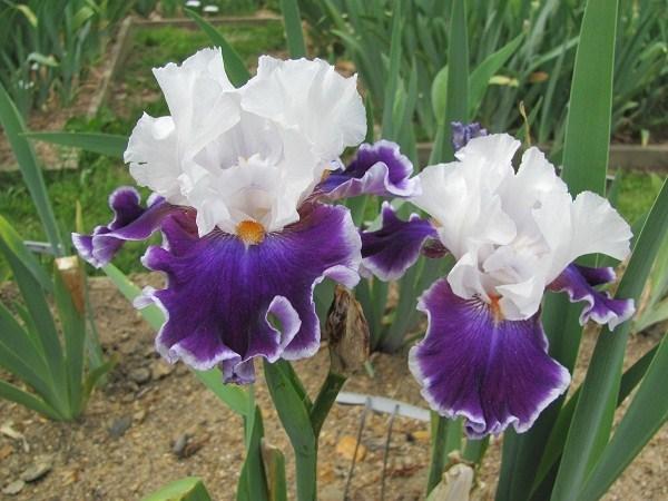 Photo of Tall Bearded Iris (Iris 'Merry Amigo') uploaded by starwoman