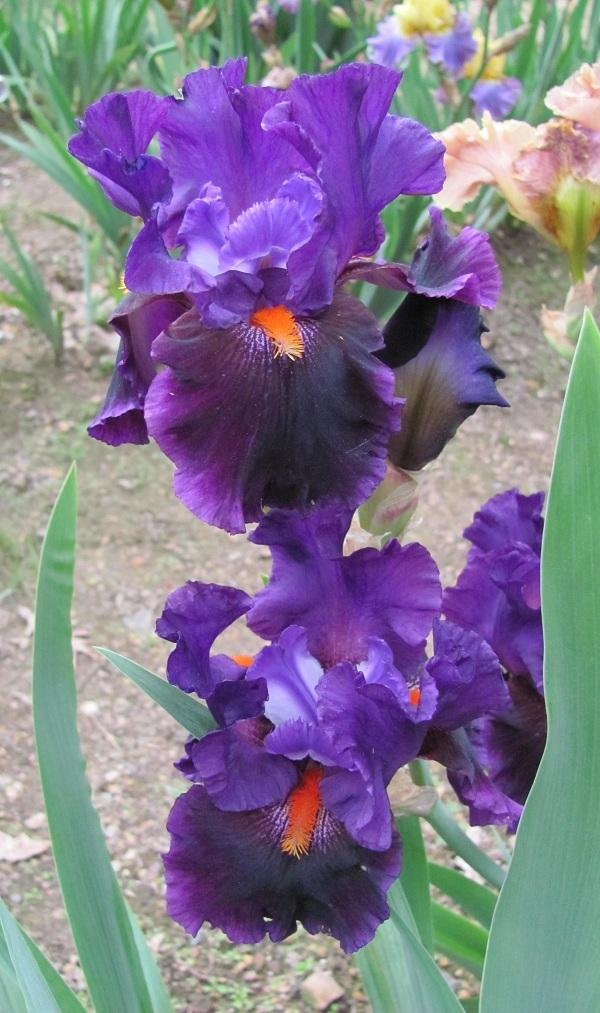 Photo of Tall Bearded Iris (Iris 'Local Color') uploaded by starwoman