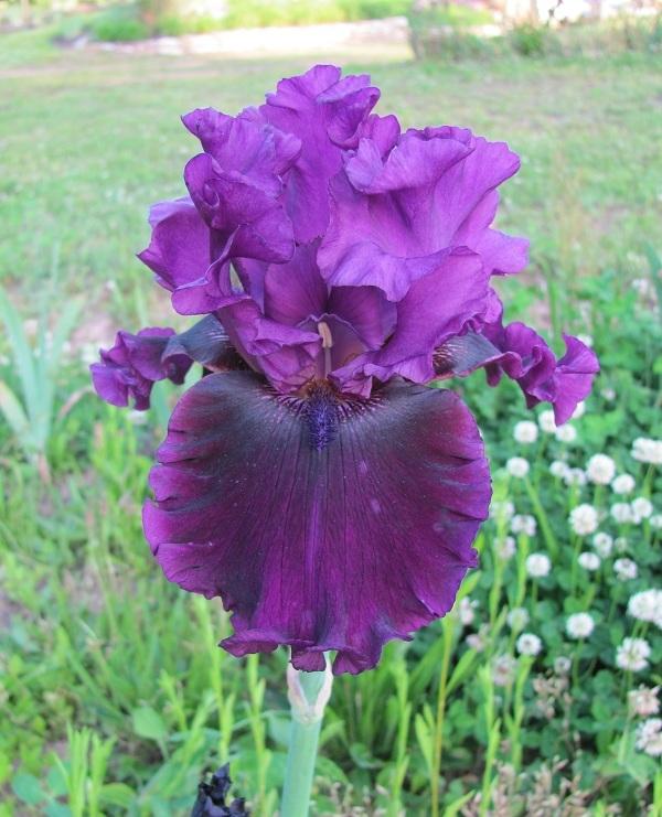 Photo of Tall Bearded Iris (Iris 'Purple Serenade') uploaded by starwoman