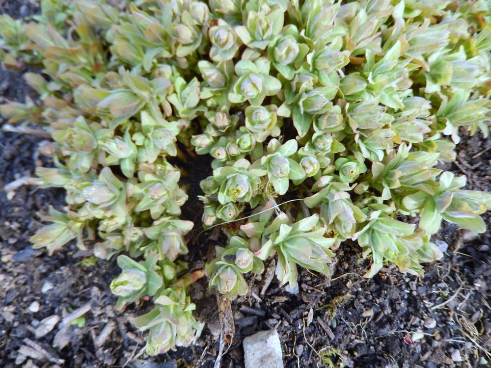 Photo of Cushion Spurge (Euphorbia epithymoides) uploaded by Bonehead