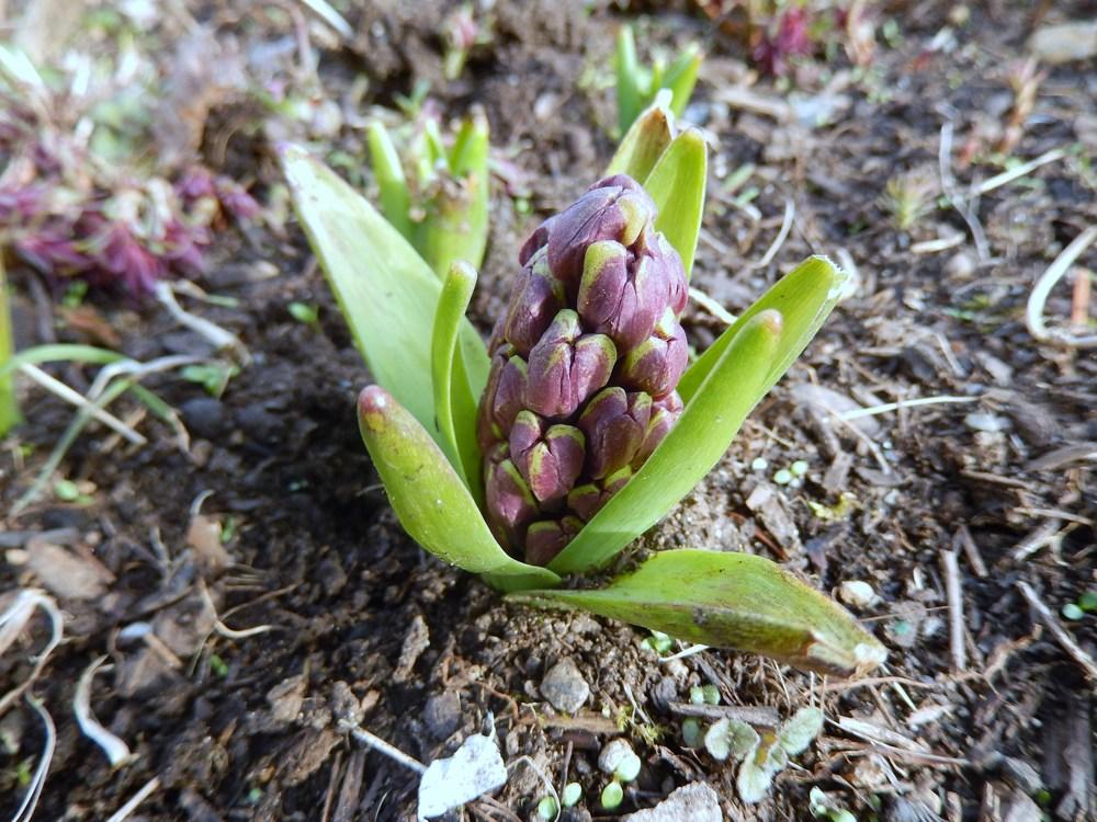 Photo of Hyacinth (Hyacinthus orientalis) uploaded by Bonehead
