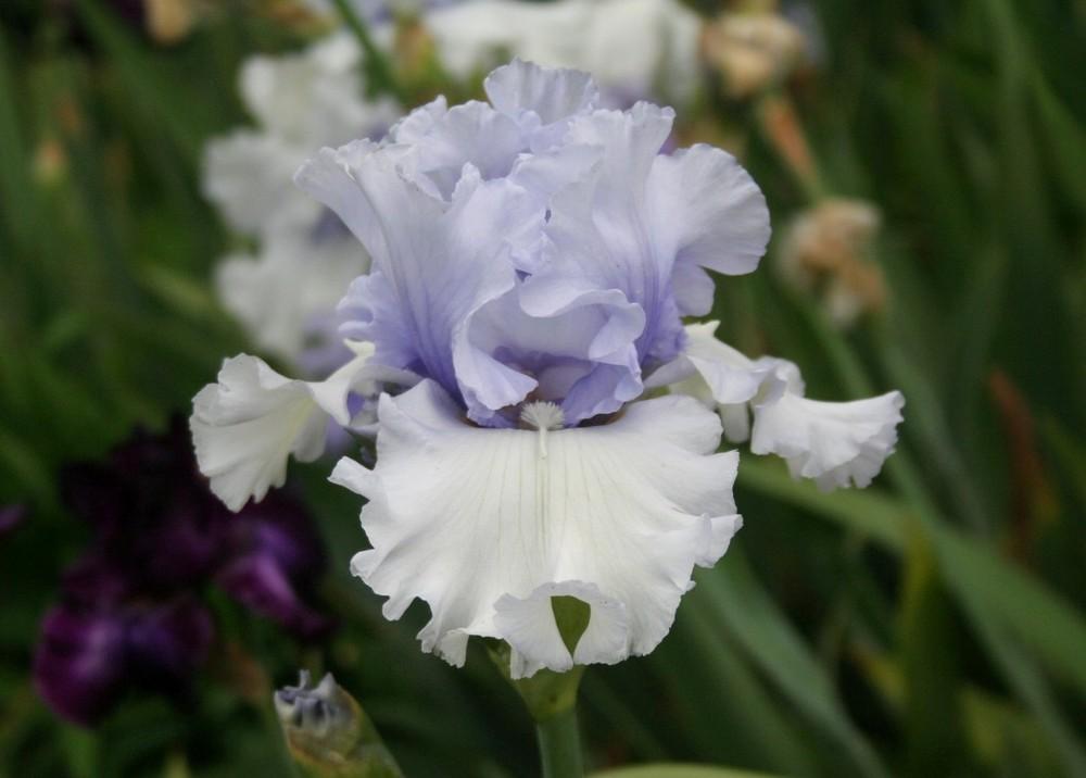 Photo of Tall Bearded Iris (Iris 'Cloudscape') uploaded by KentPfeiffer
