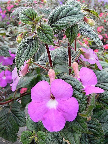 Photo of Cupid's Bower (Achimenes patens) uploaded by SongofJoy