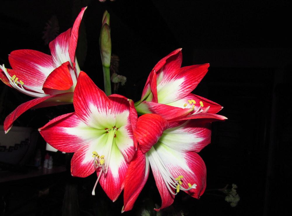 Photo of Amaryllis (Hippeastrum 'Tres Chic') uploaded by jmorth