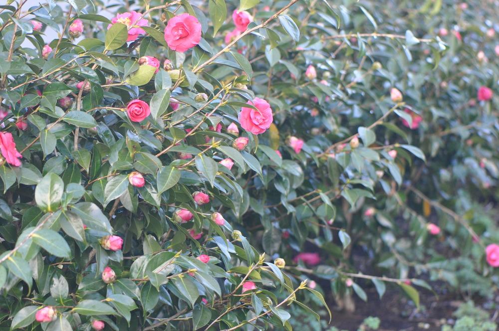 Photo of Japanese Camellia (Camellia japonica 'Kramer's Supreme') uploaded by kosk0025