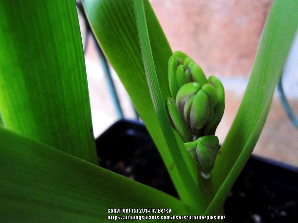 Photo of Hyacinth (Hyacinthus orientalis) uploaded by piksihk