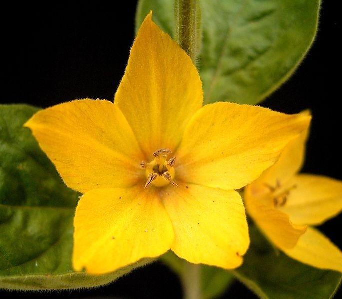 Photo of Yellow Loosestrife (Lysimachia punctata) uploaded by robertduval14