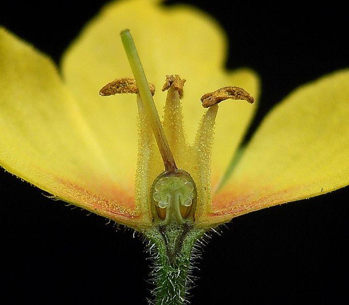 Photo of Yellow Loosestrife (Lysimachia punctata) uploaded by robertduval14