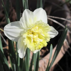 Location: Our yard, Hot Springs Village
Date: 2014-03-14
Double daffodil