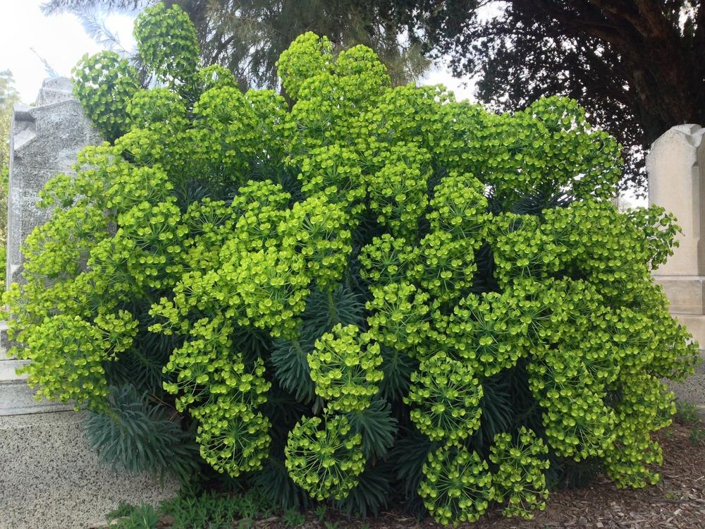 Photo of Euphorbia (Euphorbia characias subsp. wulfenii) uploaded by HamiltonSquare