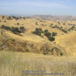 Location: Upper Las Virgenes Open Space Preserve, California
Date: 2008-08-14