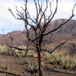 Location: Point Mugu State Park, California
Date: 2014-03-14
Plant destroyed by a fire.  This species does not grow back from 