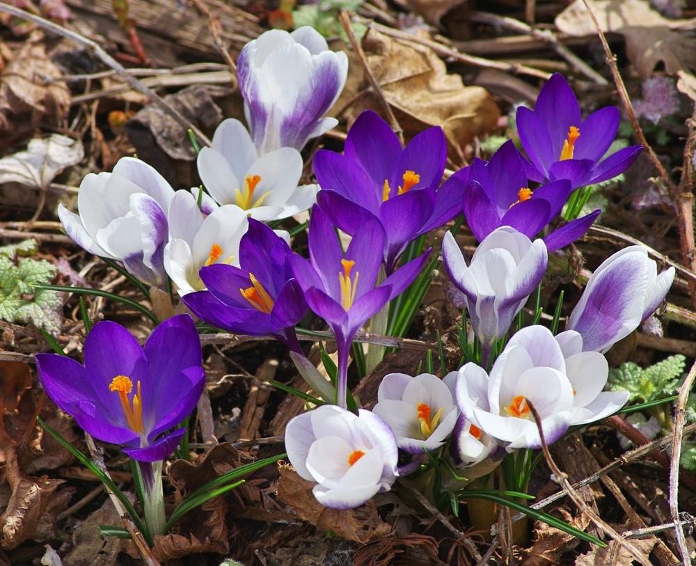 Photo of Snow Crocus (Crocus chrysanthus 'Prins Claus') uploaded by dirtdorphins
