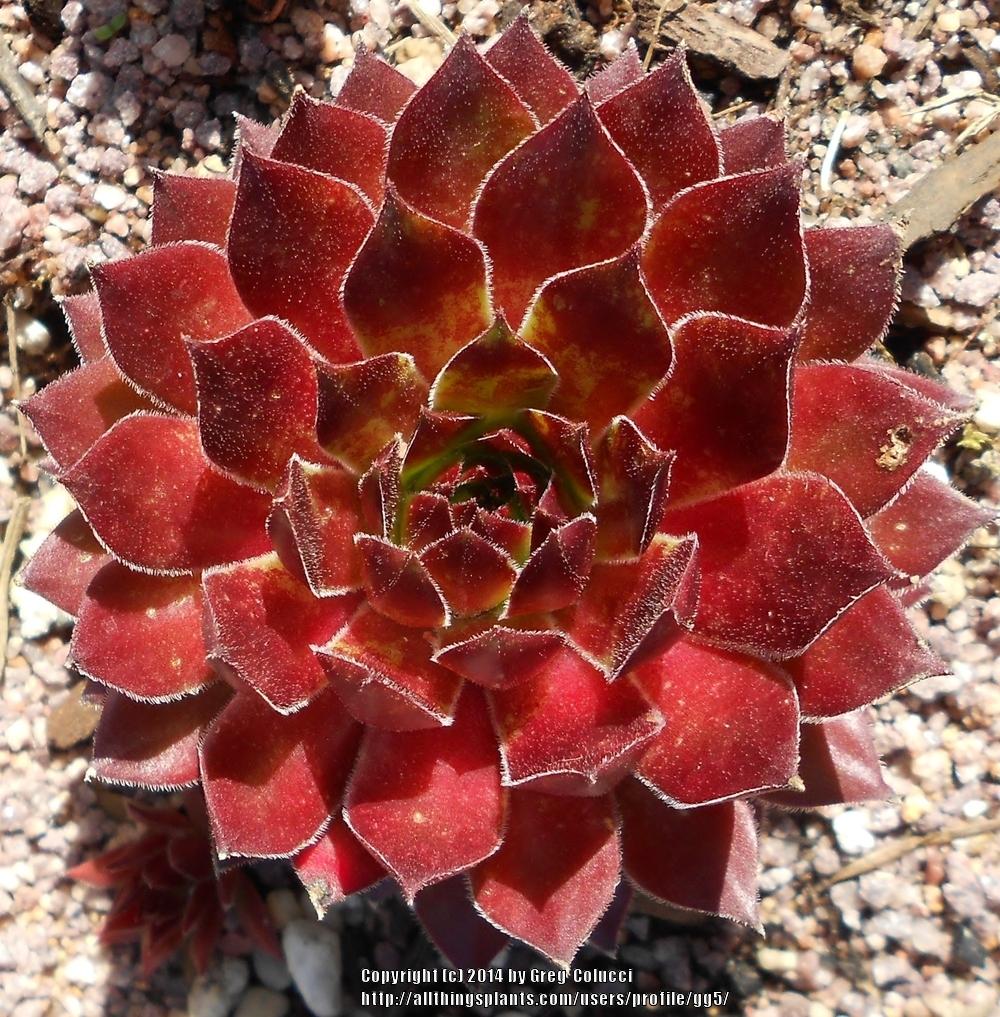 Photo of Hen and Chicks (Sempervivum 'Andrenor') uploaded by gg5