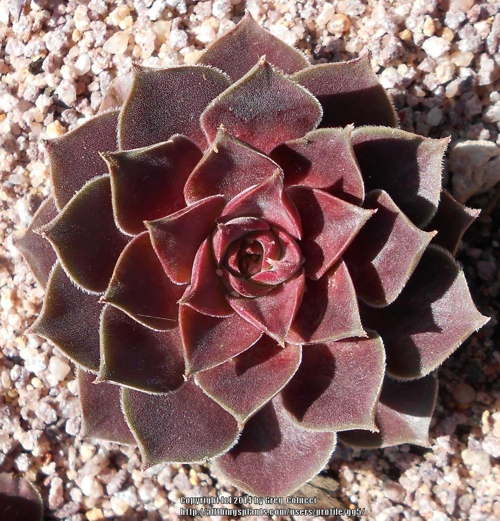 Photo of Hen and Chicks (Sempervivum 'Pacific Magic Night') uploaded by gg5