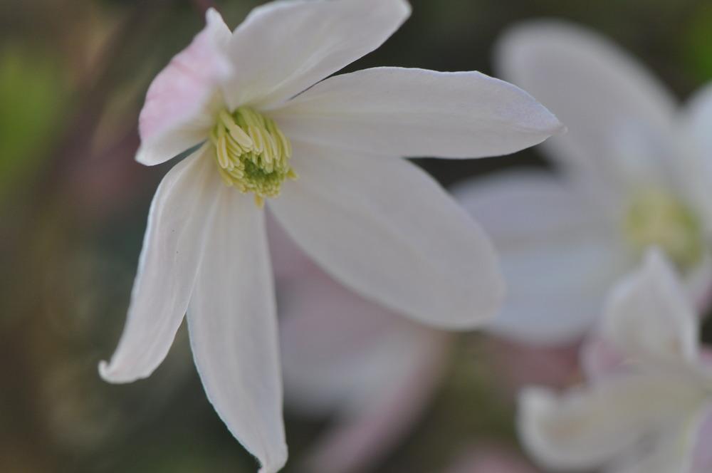Photo of Clematis (Clematis armandii 'Apple Blossom') uploaded by kosk0025