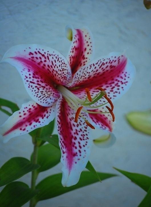 Photo of Lily (Lilium 'Tigerwoods') uploaded by pixie62560