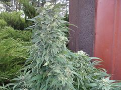Photo of Marijuana (Cannabis sativa subsp. indica 'Granddaddy Purple') uploaded by robertduval14