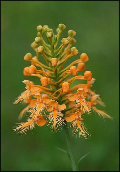 Photo of Yellow Fringed Orchid (Platanthera ciliaris) uploaded by robertduval14