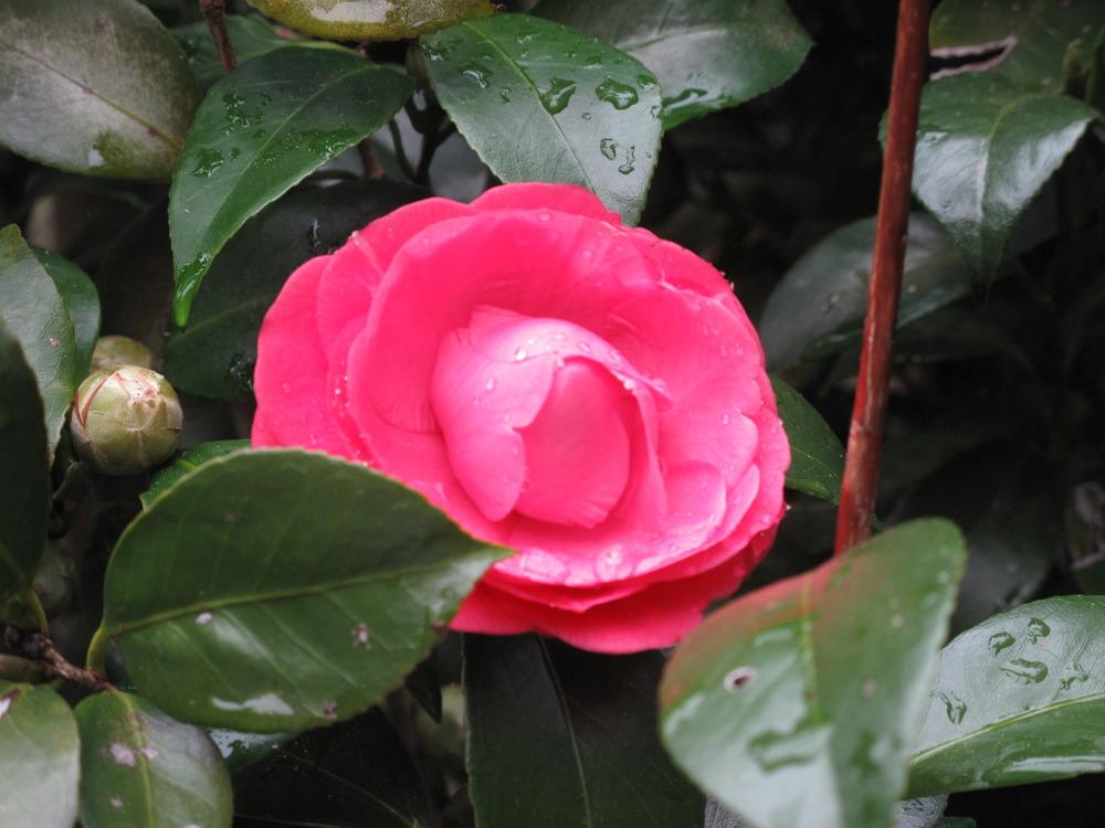 Photo of Camellias (Camellia) uploaded by rocklady