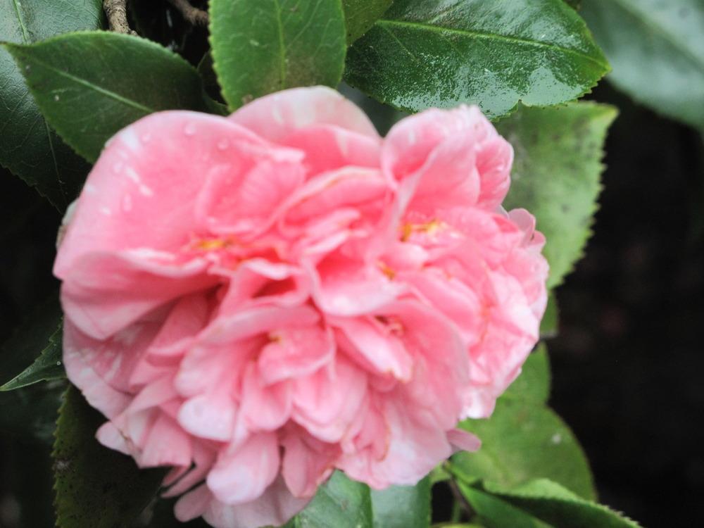 Photo of Camellias (Camellia) uploaded by rocklady