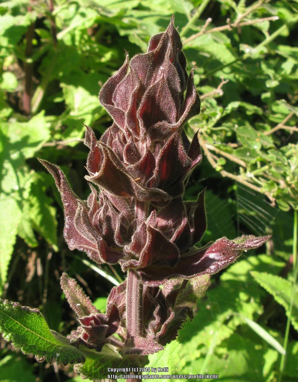 Photo of Crimson Pitcher Sage (Salvia spathacea) uploaded by Kelli