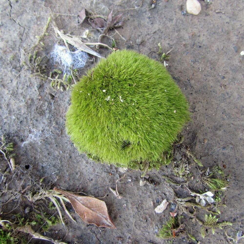 Photo of Irish Moss (Sagina subulata) uploaded by SongofJoy