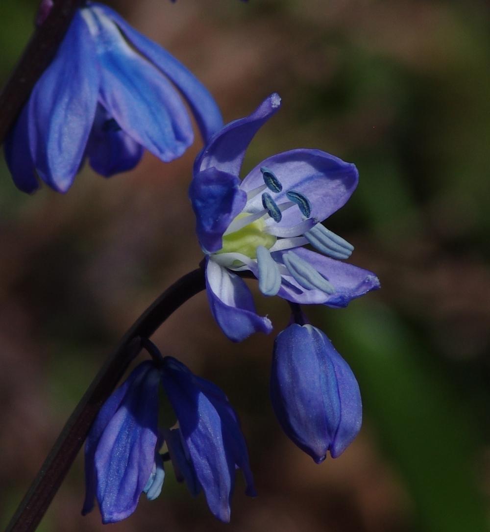 Photo of Siberian Squill (Scilla siberica) uploaded by dirtdorphins
