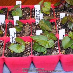 Location: My Cincinnati Ohio garden
Date: March 2014
Begonia Santa Cruz seedlings