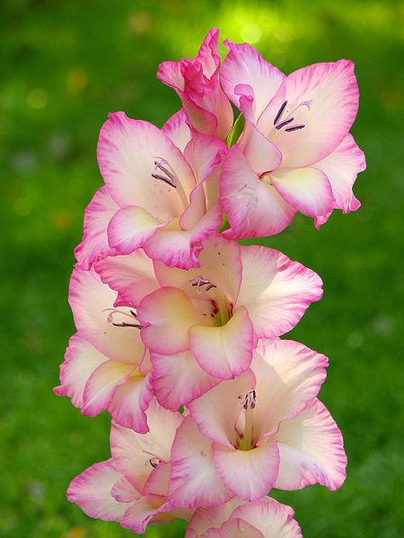 Photo of Hybrid Gladiola (Gladiolus x gandavensis 'Priscilla') uploaded by robertduval14