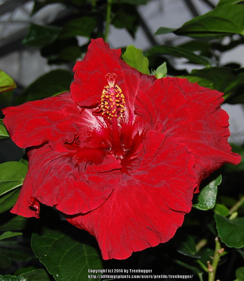 Photo of Tropical Hibiscus (Hibiscus rosa-sinensis 'Kiss and Tell') uploaded by treehugger