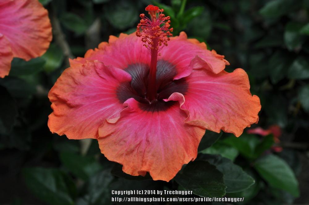 Photo of Tropical Hibiscus (Hibiscus rosa-sinensis 'Erin Rachael') uploaded by treehugger