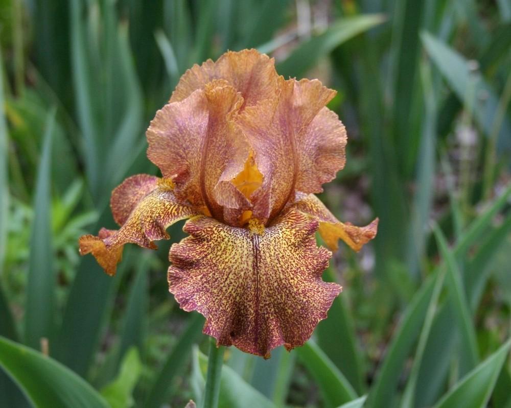 Photo of Tall Bearded Iris (Iris 'Camera Ready') uploaded by KentPfeiffer
