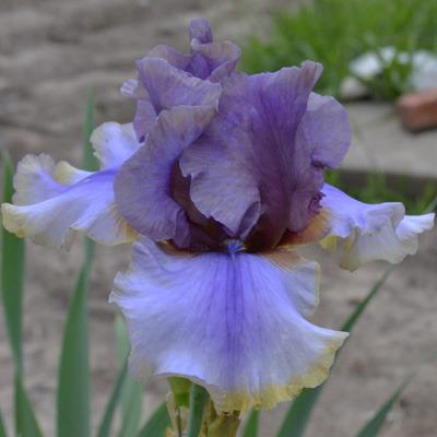 Photo of Tall Bearded Iris (Iris 'American Maid') uploaded by brettbarney73