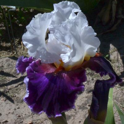 Photo of Tall Bearded Iris (Iris 'Applause Line') uploaded by brettbarney73