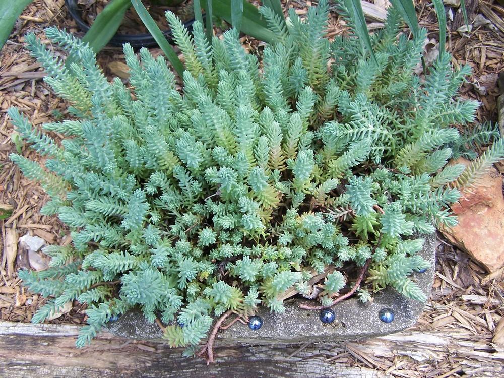 Photo of Jenny's Stonecrop (Petrosedum rupestre subsp. rupestre 'Blue Spruce') uploaded by chickhill