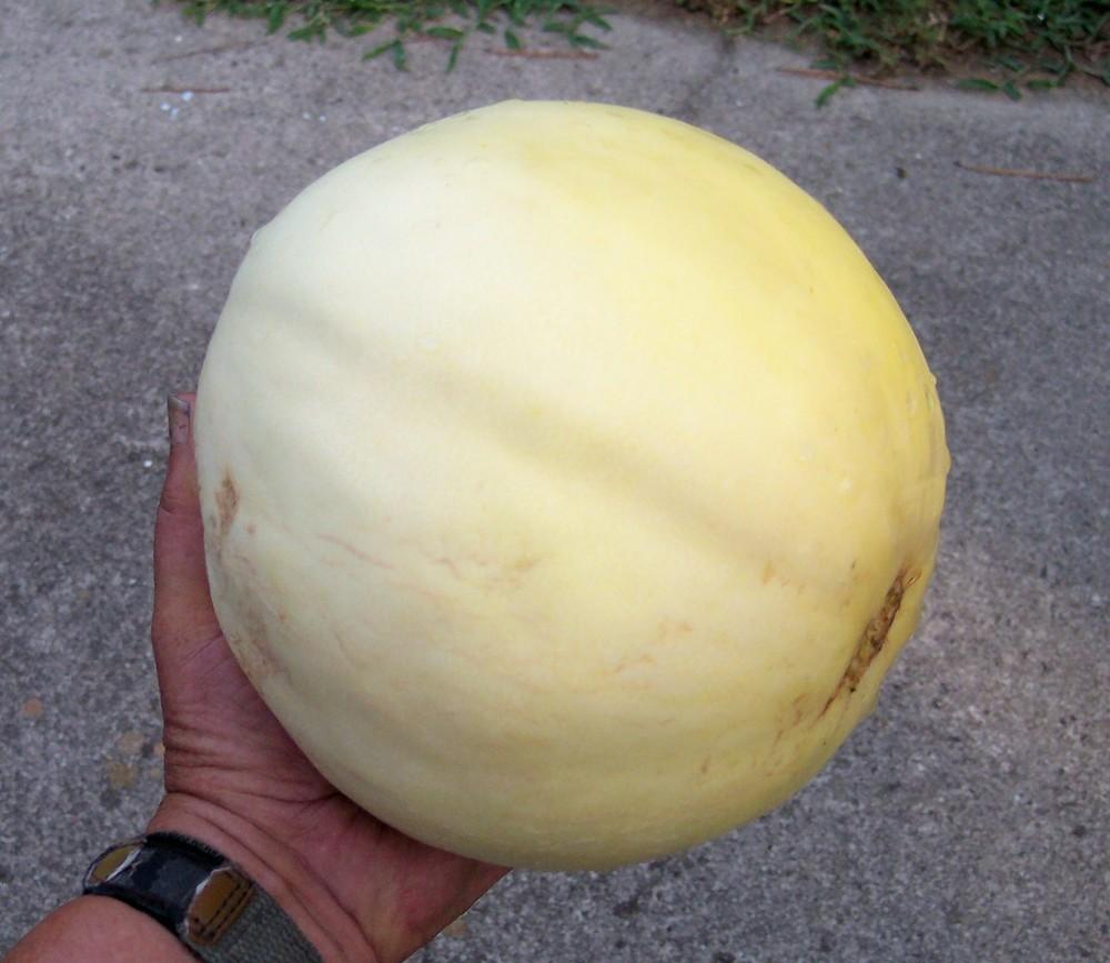 Photo of Honey Dew melon (Cucumis melo var. inodorus 'Honey Comb') uploaded by farmerdill