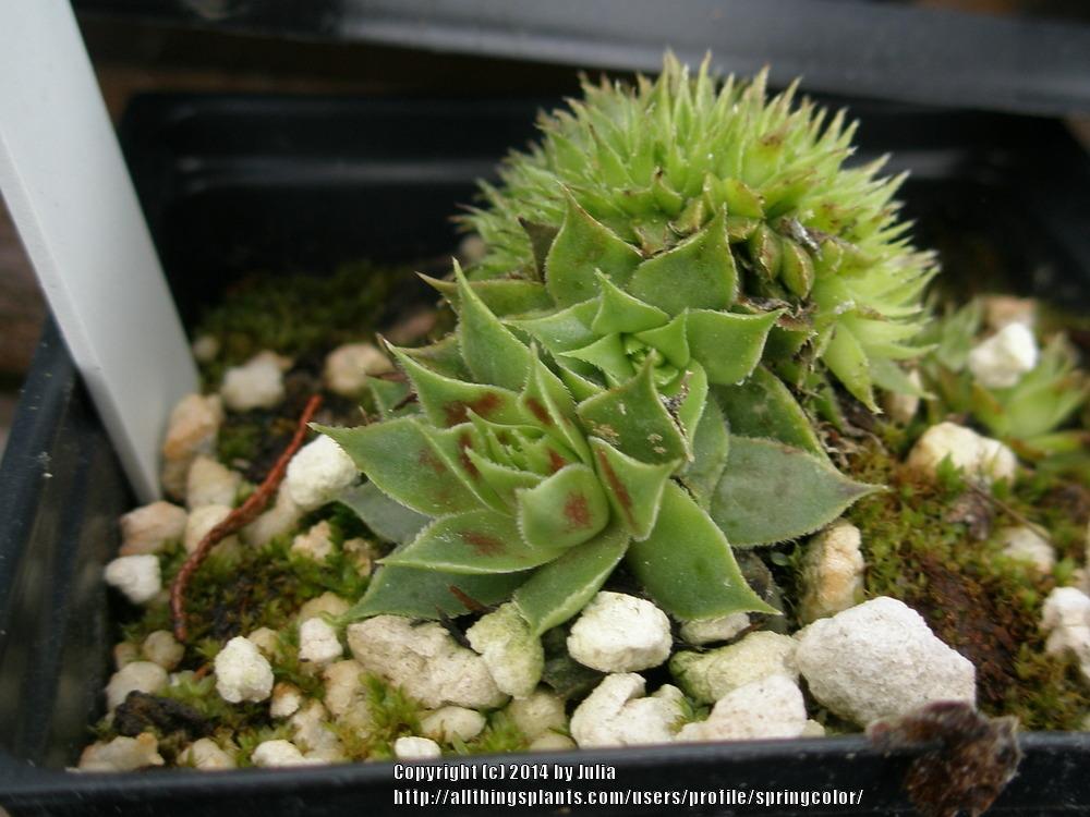 Photo of Hen and Chicks (Sempervivum 'Red Flush') uploaded by springcolor