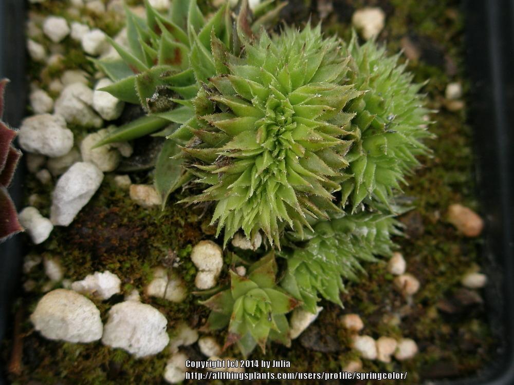 Photo of Hen and Chicks (Sempervivum 'Red Flush') uploaded by springcolor